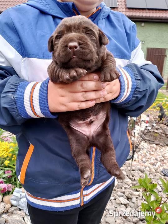 Szczeniaki Labrador Retriever