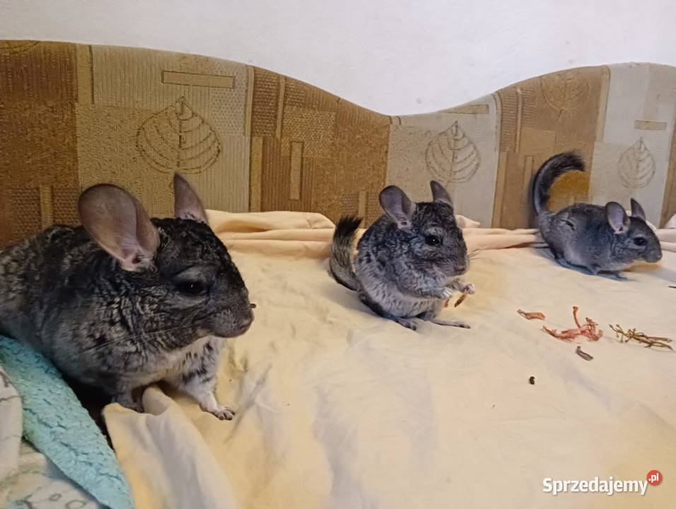 Sprzedam szynszyle Ełk