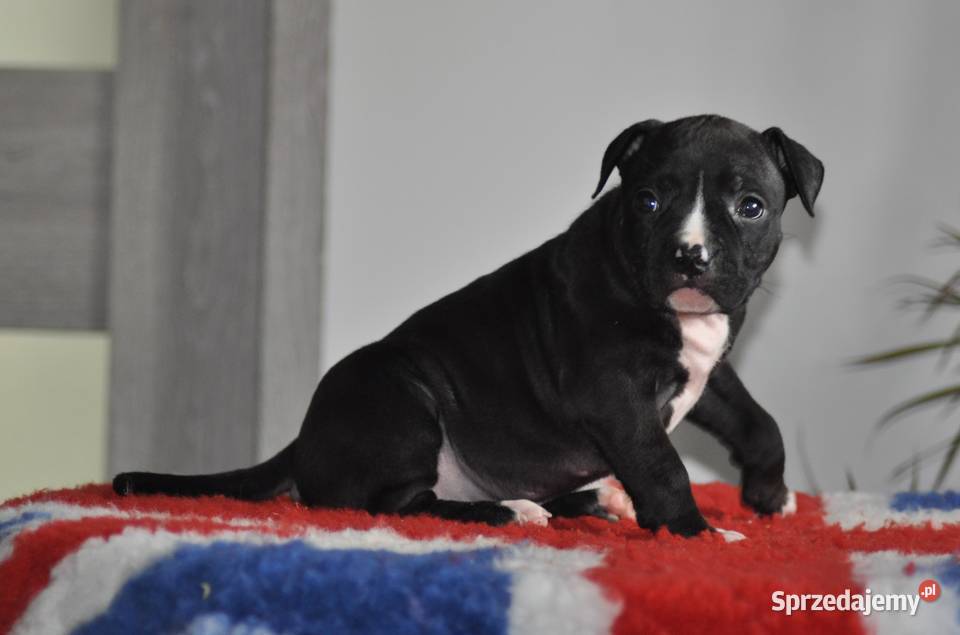 Amstaff zkwp FCI przepiękna suczka Amstaff śląskie Koziegłowy