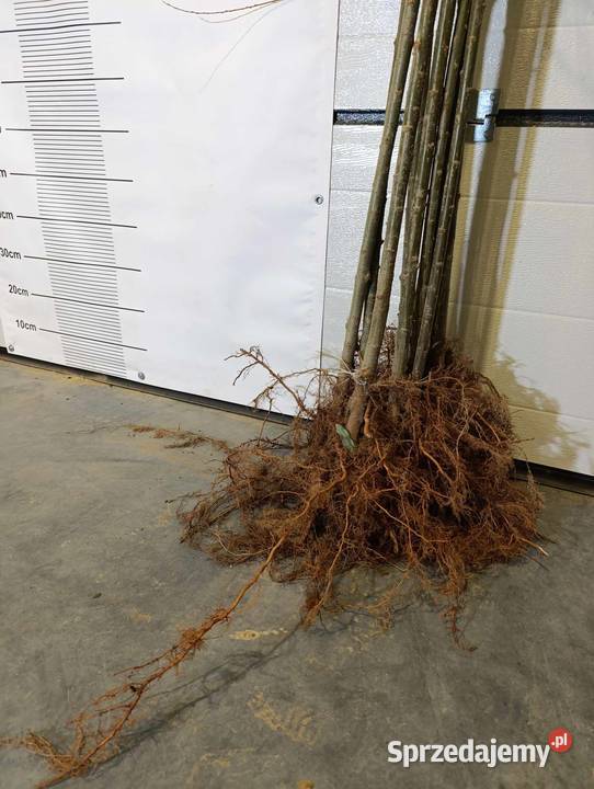 Sadzonki wierzby szczepionej na pniu IWA HAKURO Stary Pożóg sprzedam