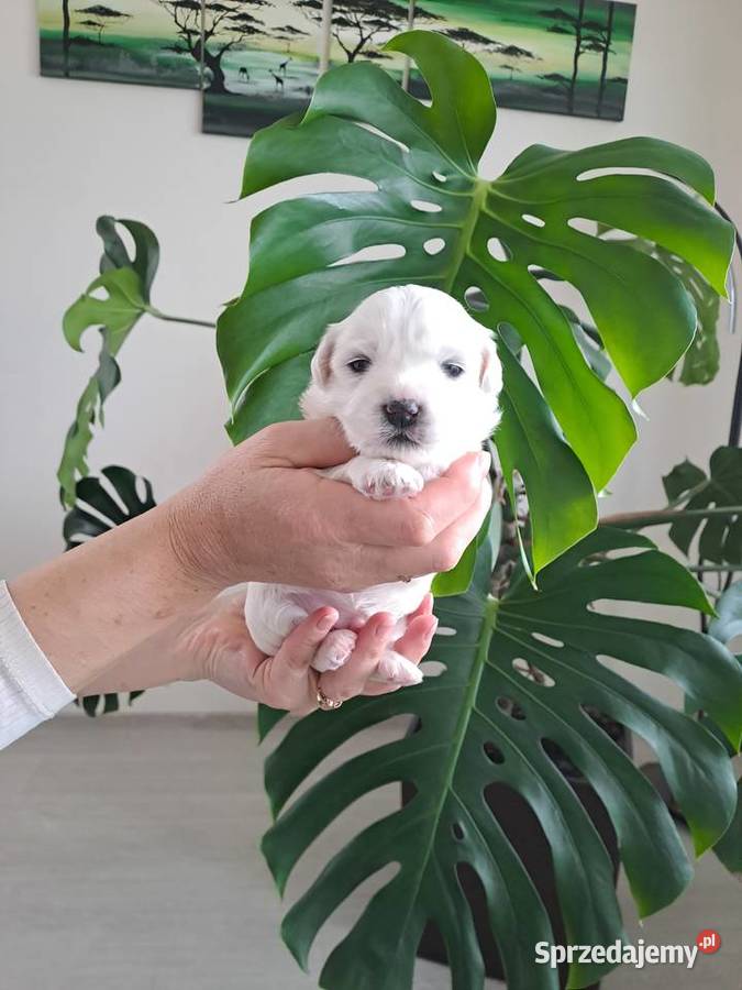 Śliczny Maltańczyk śląskie Poręba