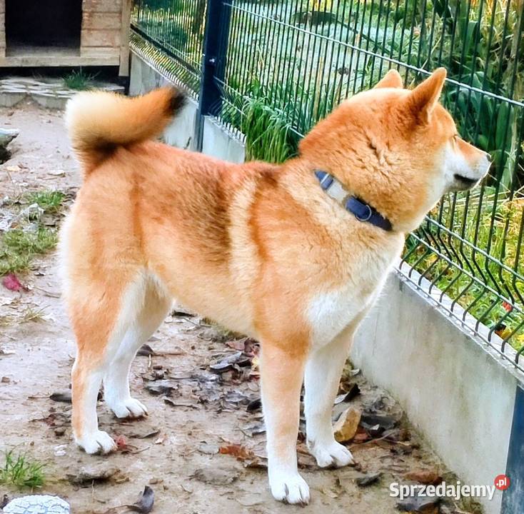 Shiba trzy pieski i suczka wszystkie czerwone Bychawka Trzecia