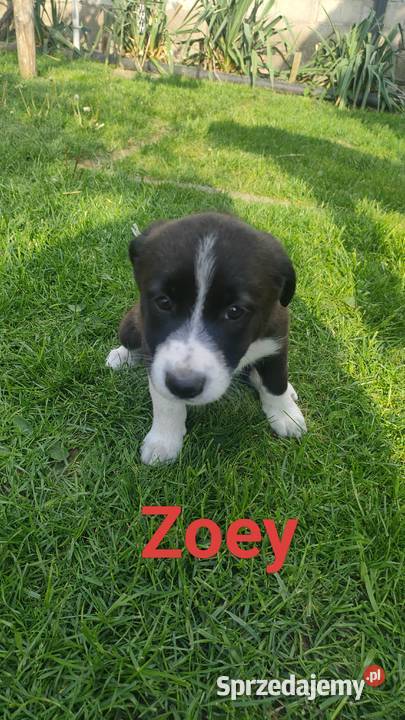 Szczeniaki border collie Pozostałe Studzianna