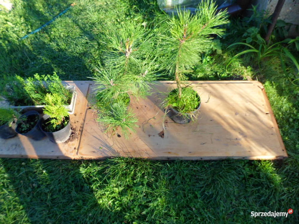 Krzewy ozdobne iglaki Mszczonów sprzedam
