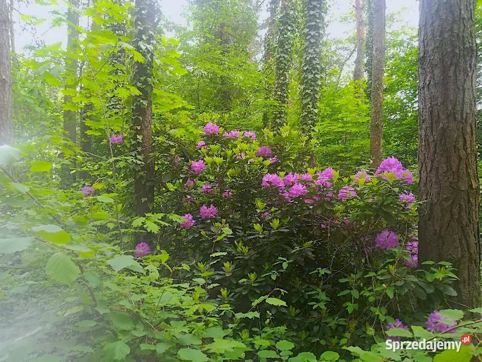 Dwa domy na pięknej działce 35 Warszawy OKAZJA 2444zł/m2 Osieck