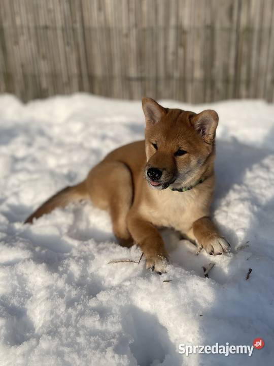 Shiba Inu szczeniak pies o czerwonym umaszczeniu