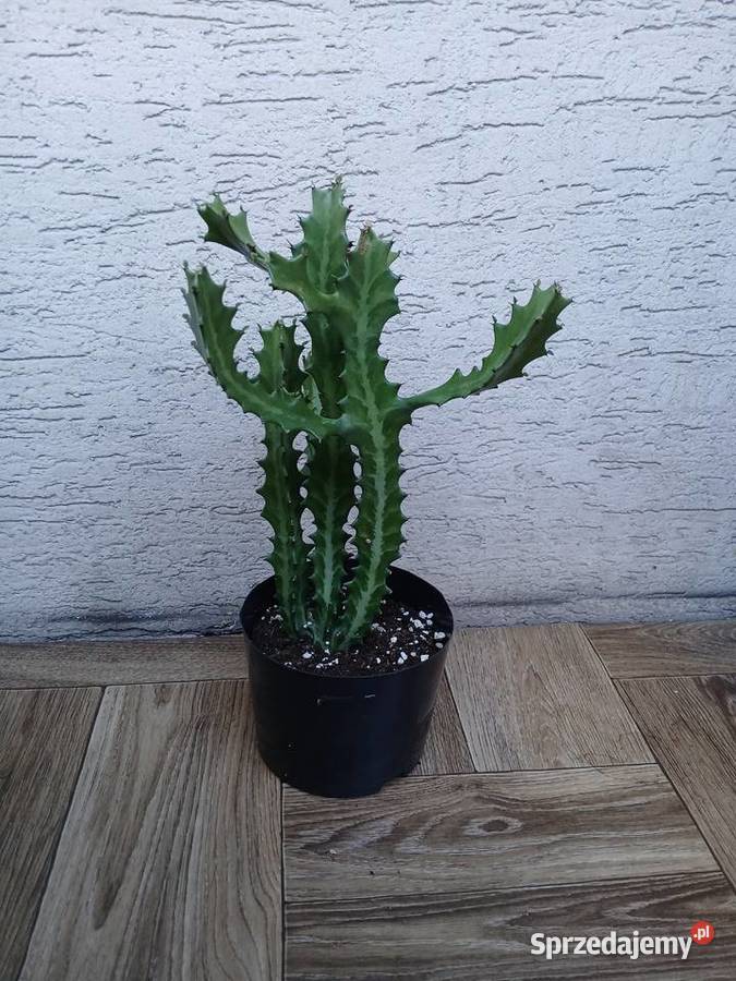 Euphorbia lactea kolekcjonerski wilczomlecz