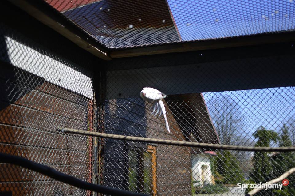 Aleksandreta obrożna samiec Rzeszów