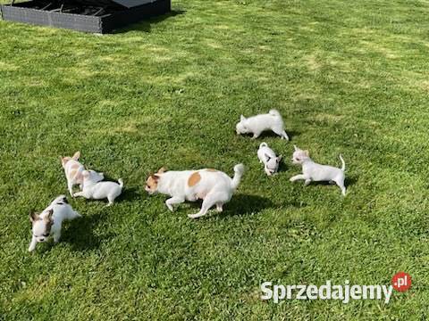 Chihuahua Szczenięta FCIZKwP opolskie Skarbiszów sprzedam