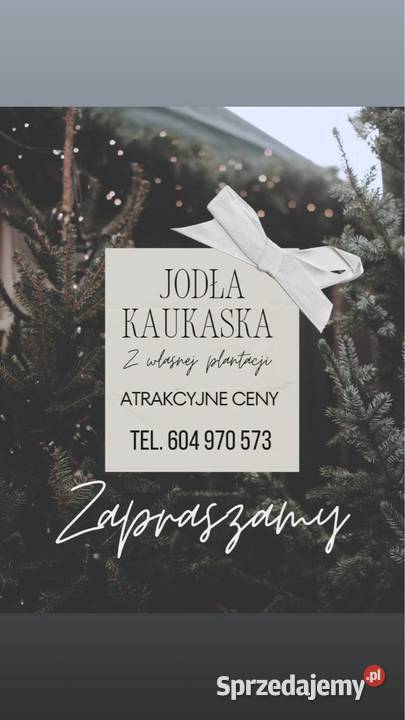 Jodła kaukaska cięta ceny łódzkie Kutno