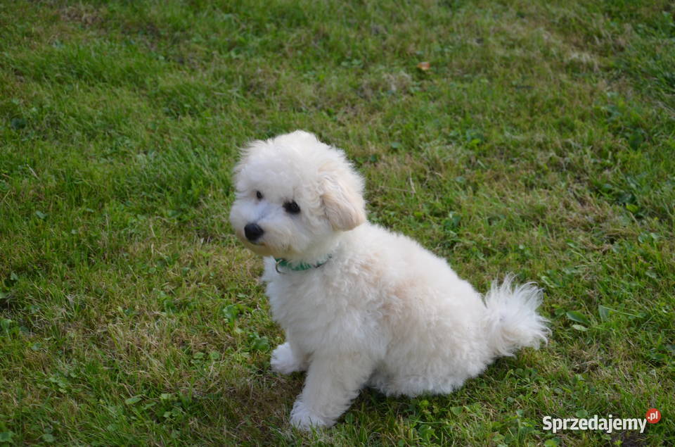Bichon frise FCI ostatni piesek Pruszcz Gdański
