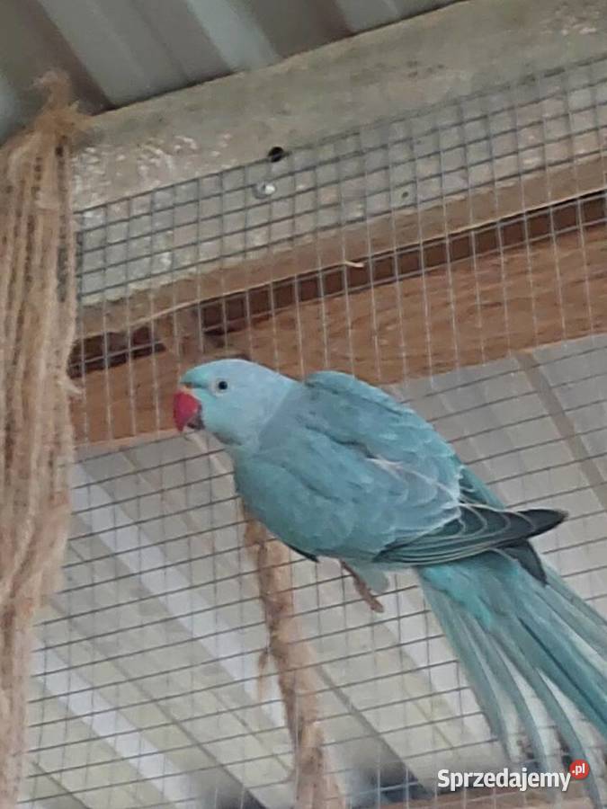 Aleksandretta obrożna