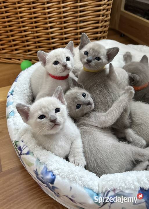 Kot tonkijski kocięta tonkijskie syjamski Pozostałe Jelenia Góra