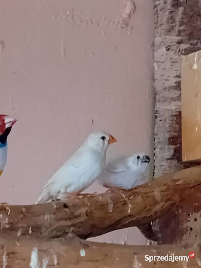 Kanarki zeberki papugi kolorowe mazowieckie Siedlce