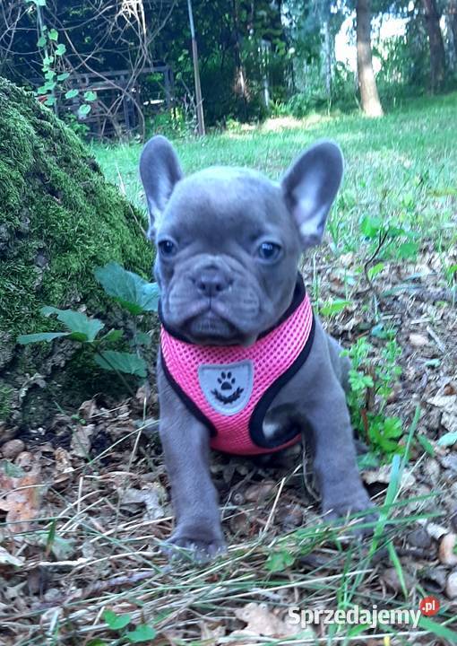 Buldog francuski suczka Pabianice