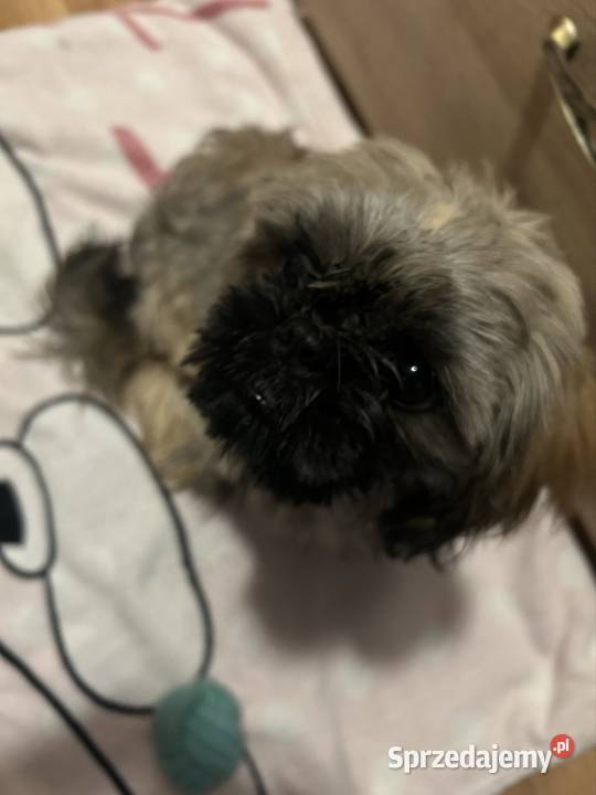 szczeniak Shih Tzu Shih Tzu Gierzwałd