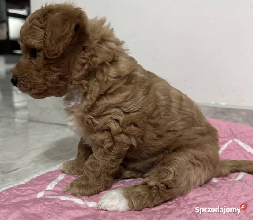 Piesek bichpoo bichon frise pudel toy nie Warszawa