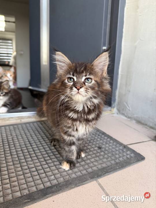 Maine coon kocięta pomorskie Starogard Gdański