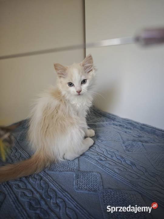 Kocięta Ragdoll Kremowe Lynx Bicolor