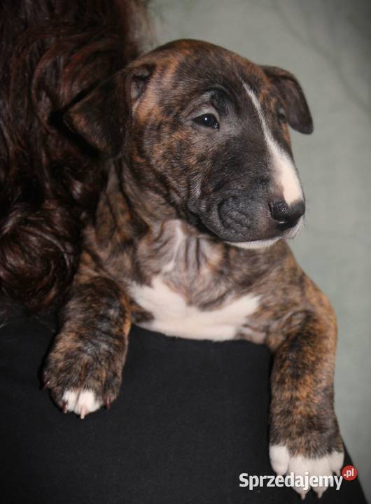 Bulterier miniaturowy Szczenięta ZKwP FCI Toruń