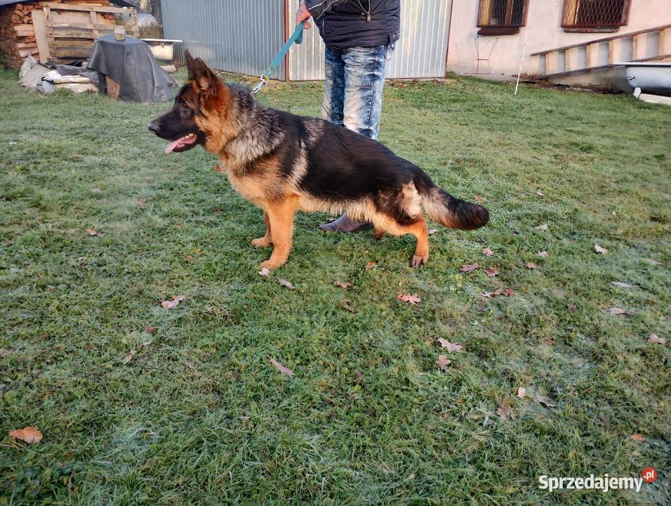 Owczarki niemieckie Godów