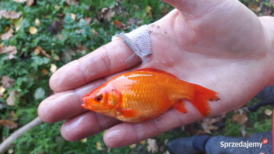 KARP KROCZEK KROCZEK KARPIA 020030 Łódź sprzedam