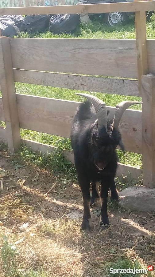 Spszedam kozy miniatórki karłowate lubelskie Leśniowice sprzedam