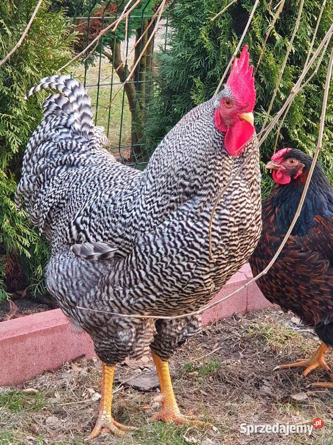 Kogut Amrock Szczytno