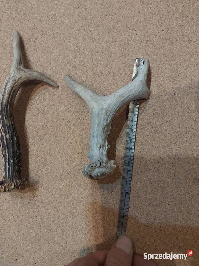 Poroza jelonka sarny Baby Górne