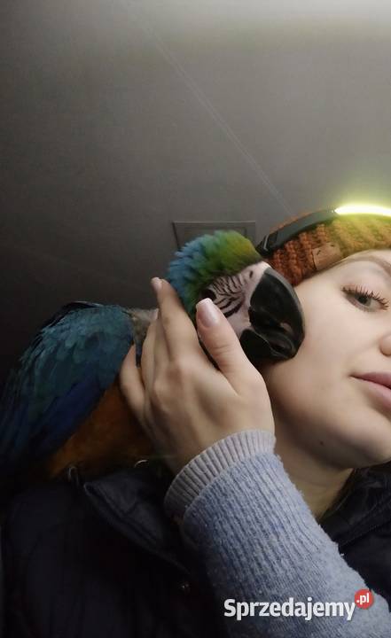 Papuga arauna Rydułtowy