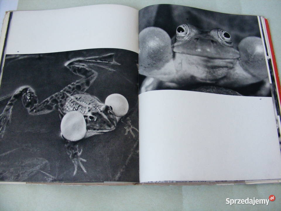 Gady i płazy Album Puchalski Ssaki Leksykon