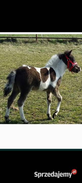 Kuc ogierek posada licencje Srokaty przekazuje Szamotuły sprzedam