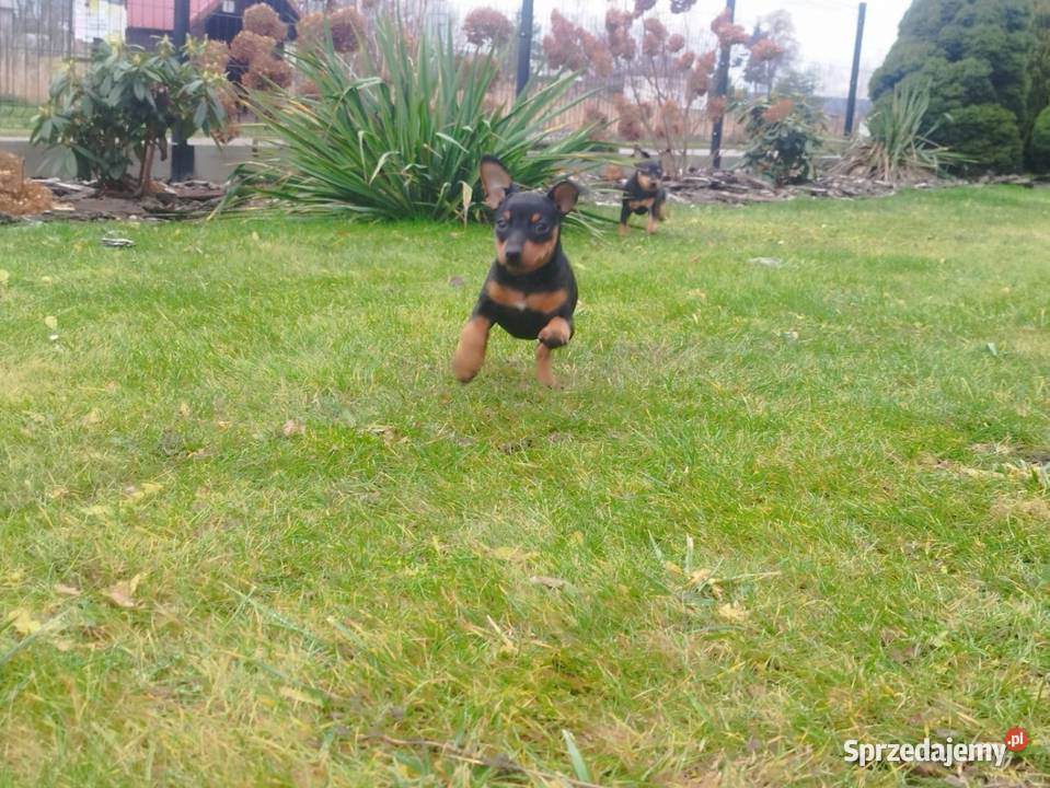 Pinczer miniaturowy Stary Dzików