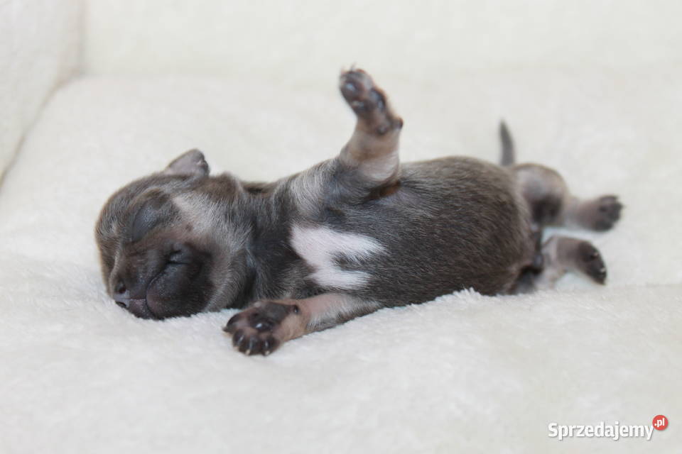 Chihuahua krótkowłosy niebieski chłopczyk ZKwP sprzedam