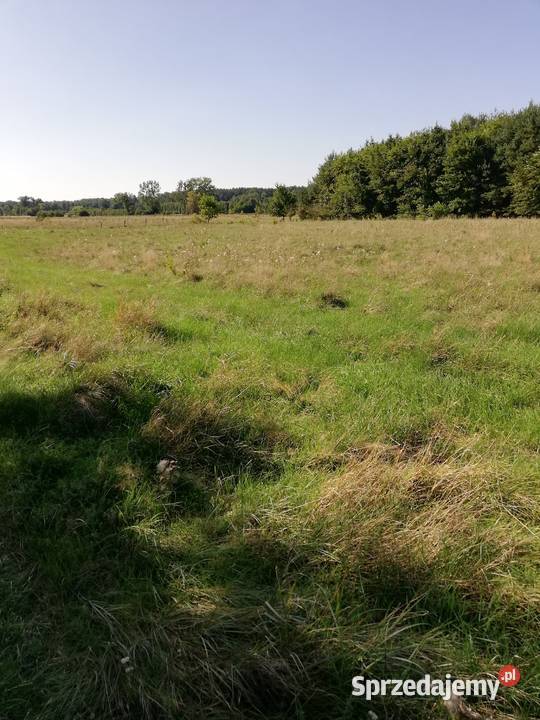 Łąki Pilicą mazowieckie Mogielnica