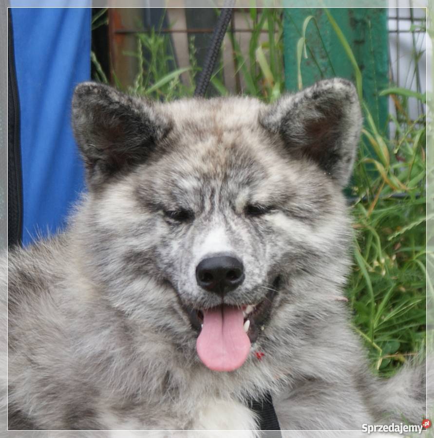 AKITAINU z ROOWOEM FCI CHAMPIONACH Mikołów