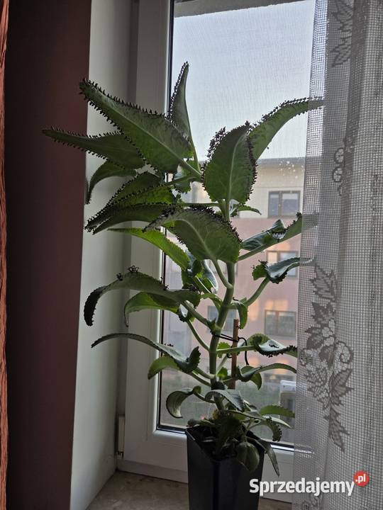 Żyworódka roślina lecznicza dwuletnia mazowieckie