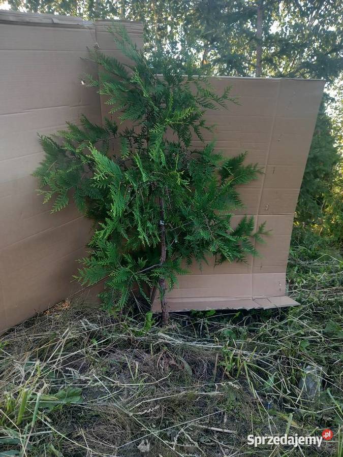 Tuje szmaragdy Mogilno