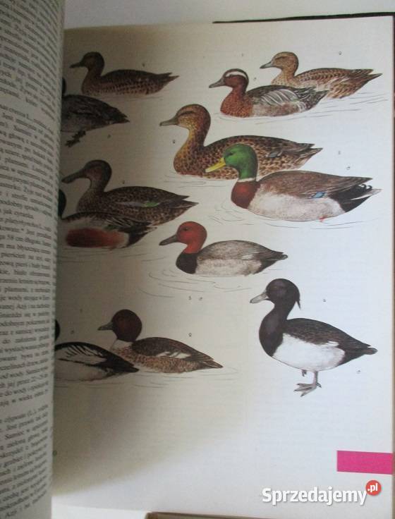 Fauna ptaki ssaki gadyrybyPuchalski Książki naukowe i popularnonaukowe Łódź sprzedam