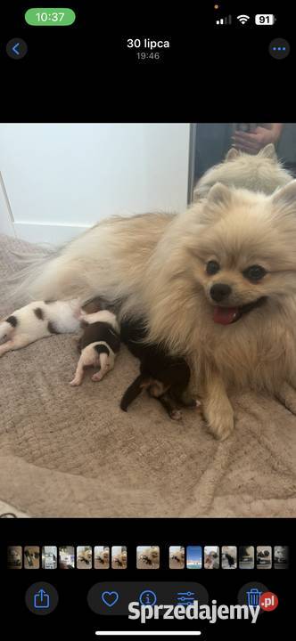 Szpic miniaturowy pomeranian Psy Toruń sprzedam