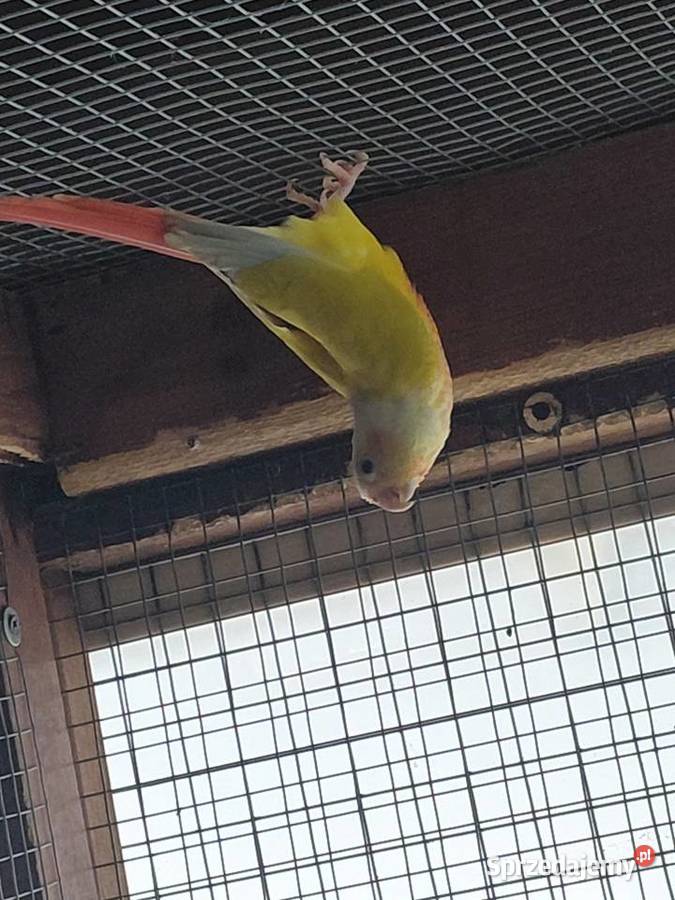 Rudosterka Samica Nakło nad Notecią