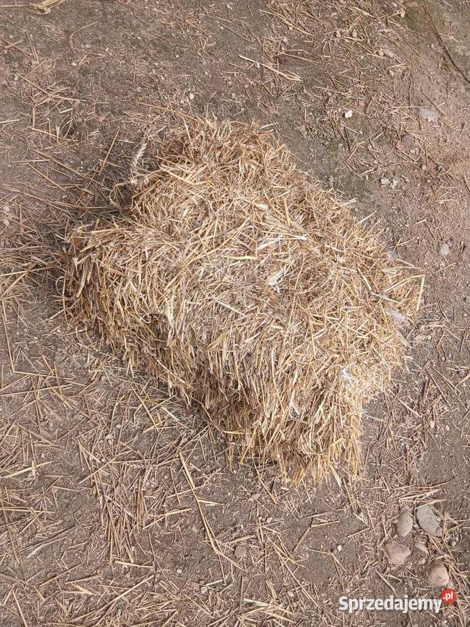 Słoma pszenna w małych kostkach dolnośląskie Chojnów
