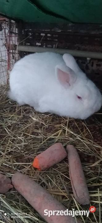 Króliki Nowozelandzkie białe Nałęczów