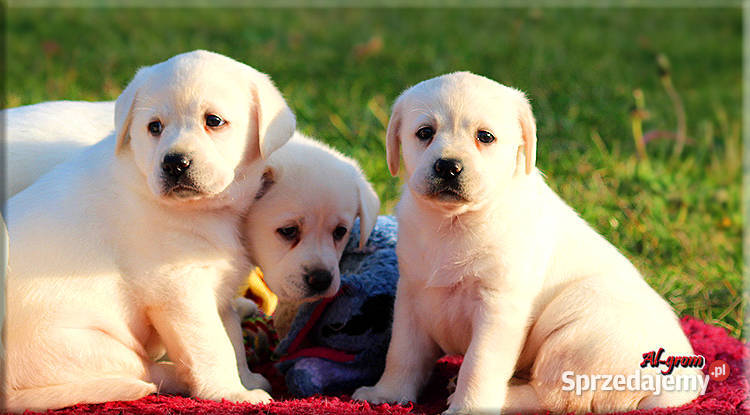Żółtebiszkoptowe szczenięta rasy Labrador Labrador Zwierzęta Chynów sprzedam