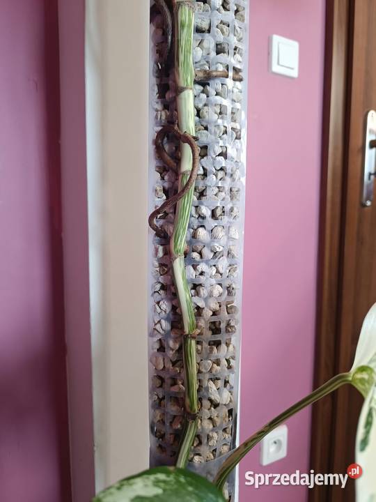 Monstera Albo variegata węzeł z korzeniami wet Kaźmierz