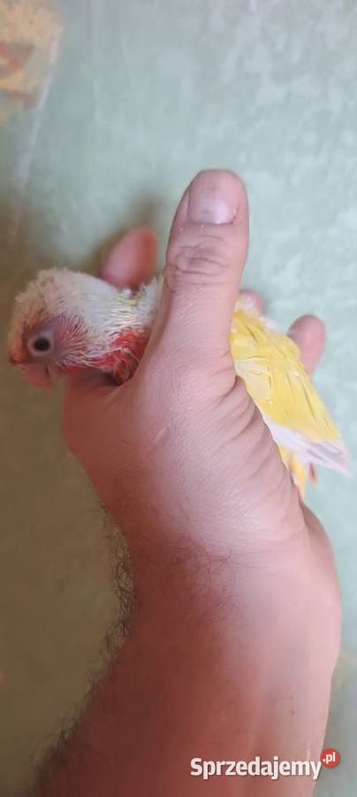 Papugi rudosterki ręcznie karmione Tychy