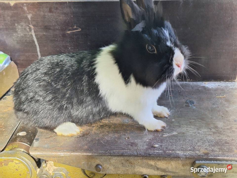 Sprzedam samice Skłoby sprzedam