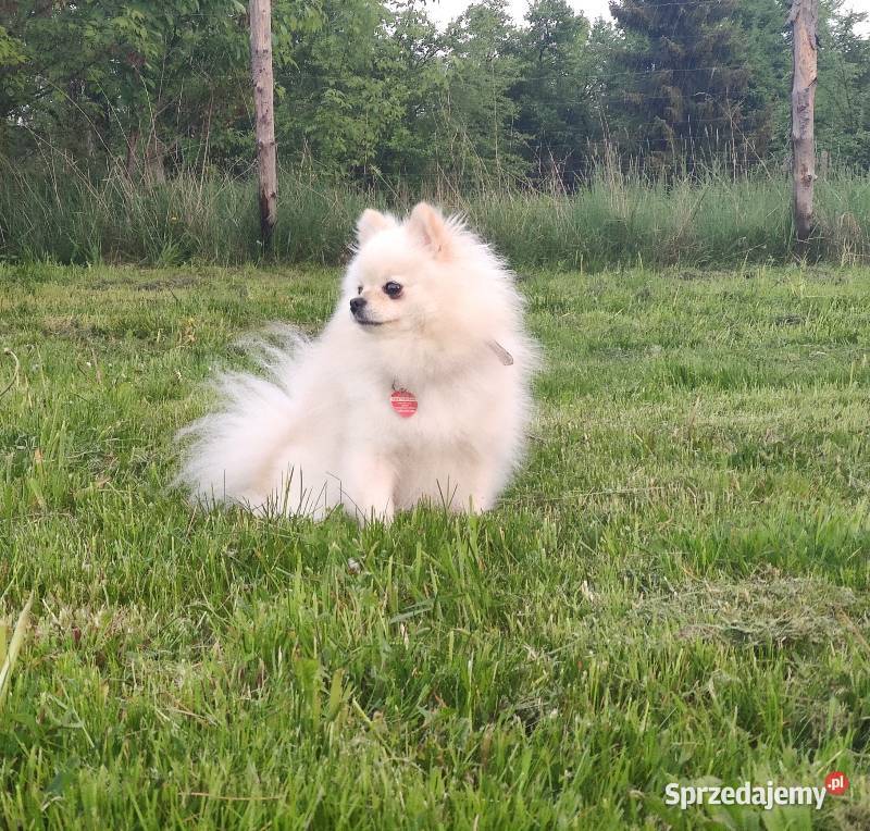 Szpic miniaturowy pomeranian w typie misia śląskie Bielsko-Biała sprzedam