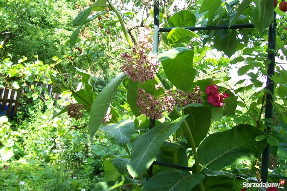 trojeść amerykanska sprzedam