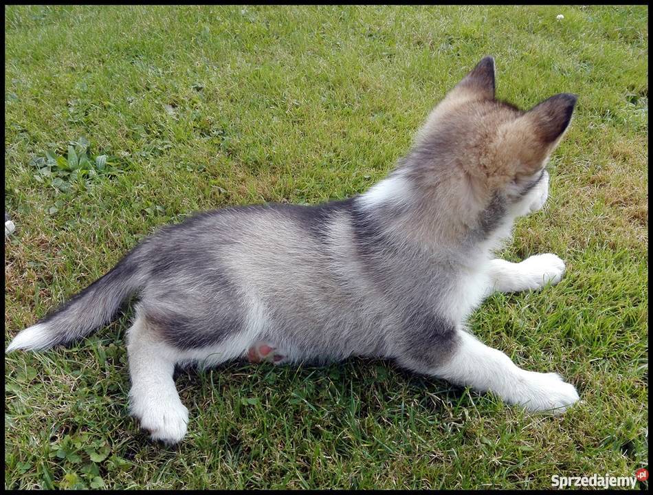 Szczenięta Siberian Husky